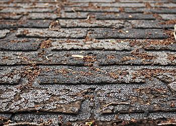 Lone Star Roofing & Construction Inc. Images